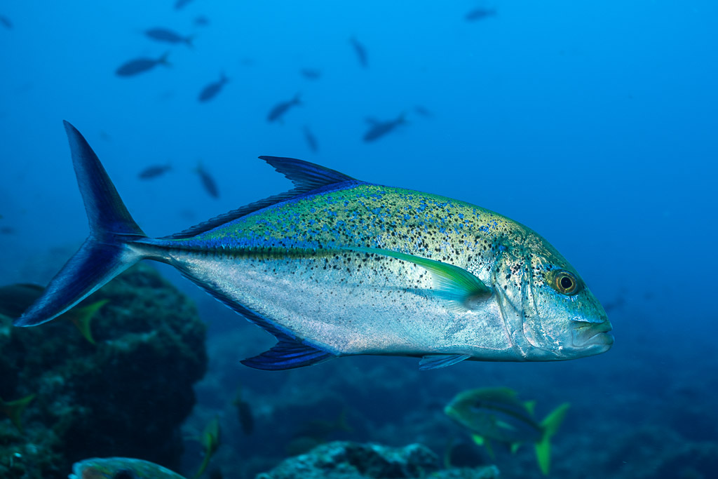 Bluefin trevally in full side view showing its blue-spotted flanks, El Cañón (San Benedicto), Revillagigedo, Mexico