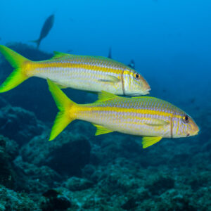 Pair of Mexican goatfish swimming side by side above the reef, El Cañón (San Benedicto), Revillagigedo, Mexico