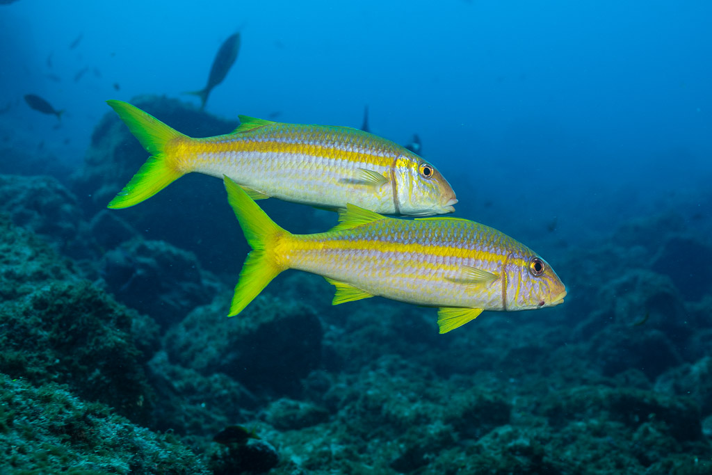 Pair of Mexican goatfish swimming side by side above the reef, El Cañón (San Benedicto), Revillagigedo, Mexico
