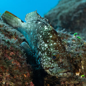 Flag cabrilla resting head down on an algae-covered rock, vertical, El Cañón (San Benedicto), Revillagigedo, Mexico