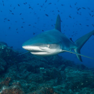 Galapagos shark heading toward the camera above the reef under a cloud of fish, El Cañón (San Benedicto), Revillagigedo, Mexico
