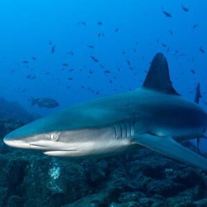 Vue rapprochée d’un requin des Galápagos passant au ras des rochers, El Cañón (San Benedicto), Revillagigedo, Mexique