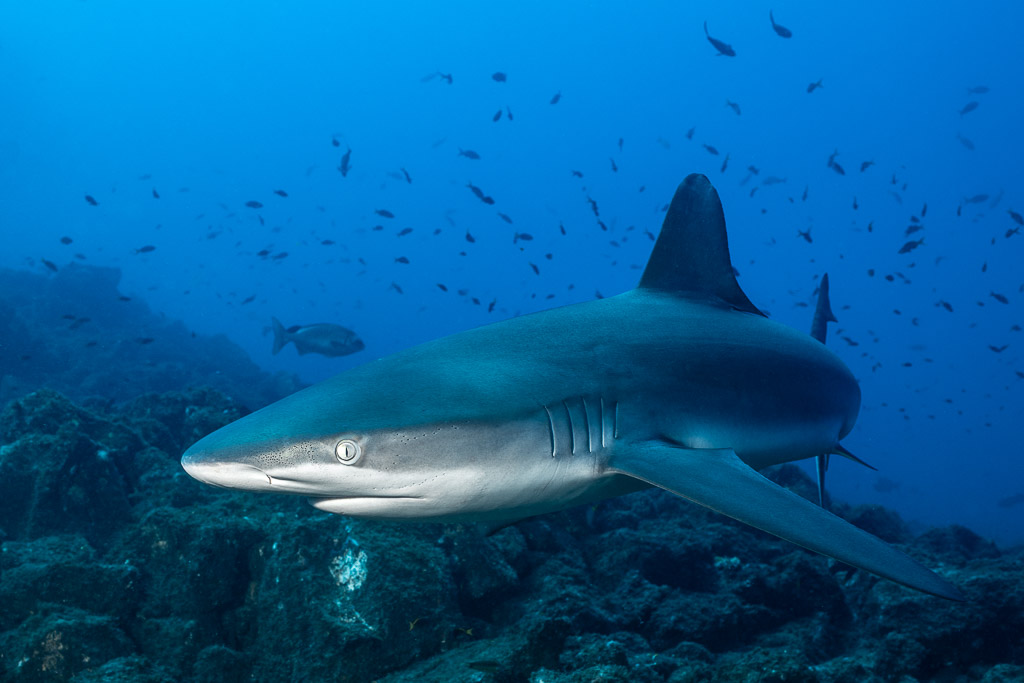 Close view of a Galapagos shark passing low over the rocks, El Cañón (San Benedicto), Revillagigedo, Mexico