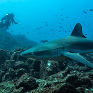 Galapagos shark passing in front of a diver over the rocky reef, El Cañón (San Benedicto), Revillagigedo, Mexico