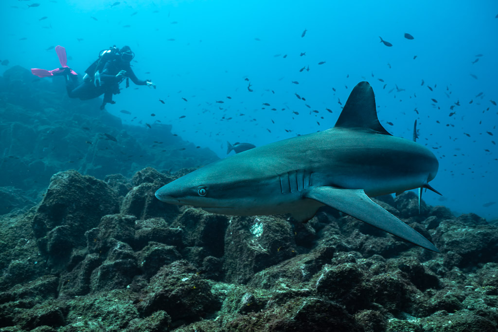 Galapagos shark passing in front of a diver over the rocky reef, El Cañón (San Benedicto), Revillagigedo, Mexico