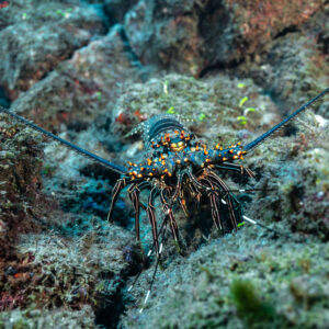 Spiny lobster facing the camera between rocks, long antennae spread, El Cañón (San Benedicto), Revillagigedo, Mexico