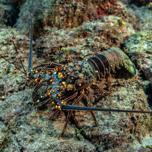 Spiny lobster in three-quarter view crawling over encrusted rock, El Cañón (San Benedicto), Revillagigedo, Mexico