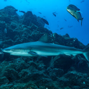 Shark with a pilot fish swimming along a rocky slope, jack above, El Cañón (San Benedicto), Revillagigedo, Mexico