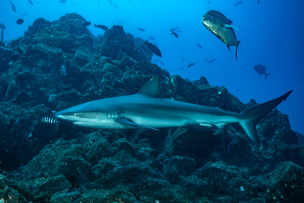 Shark with a pilot fish swimming along a rocky slope, jack above, El Cañón (San Benedicto), Revillagigedo, Mexico