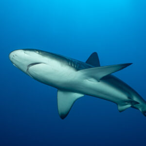 Galapagos shark seen from below in deep blue water, full body, El Cañón (San Benedicto), Revillagigedo, Mexico