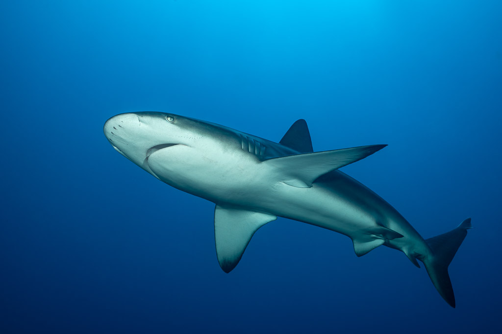 Galapagos shark seen from below in deep blue water, full body, El Cañón (San Benedicto), Revillagigedo, Mexico