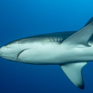 Tight close-up of a Galapagos shark head and pectoral fin from below, El Cañón (San Benedicto), Revillagigedo, Mexico