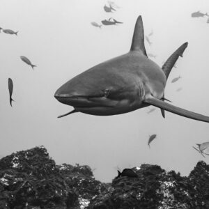 Black-and-white image of a silvertip shark approaching through a school of fish, El Cañón (San Benedicto), Revillagigedo, Mexico