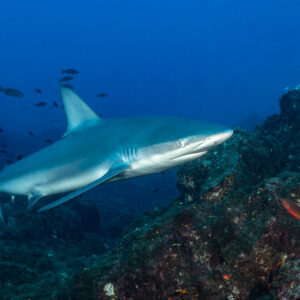 Shark skimming a rocky slope with an orange fish in the foreground, El Cañón (San Benedicto), Revillagigedo, Mexico
