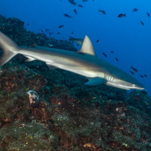 Silky shark swimming along a reef slope beneath a school of small fish, El Cañón (San Benedicto), Revillagigedo, Mexico