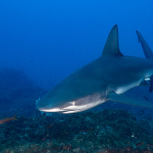 Shark turning toward the camera above the reef with another behind it, El Cañón (San Benedicto), Revillagigedo, Mexico