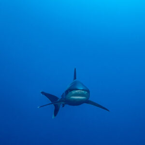 Silvertip shark approaching head-on in empty blue water, El Cañón (San Benedicto), Revillagigedo, Mexico