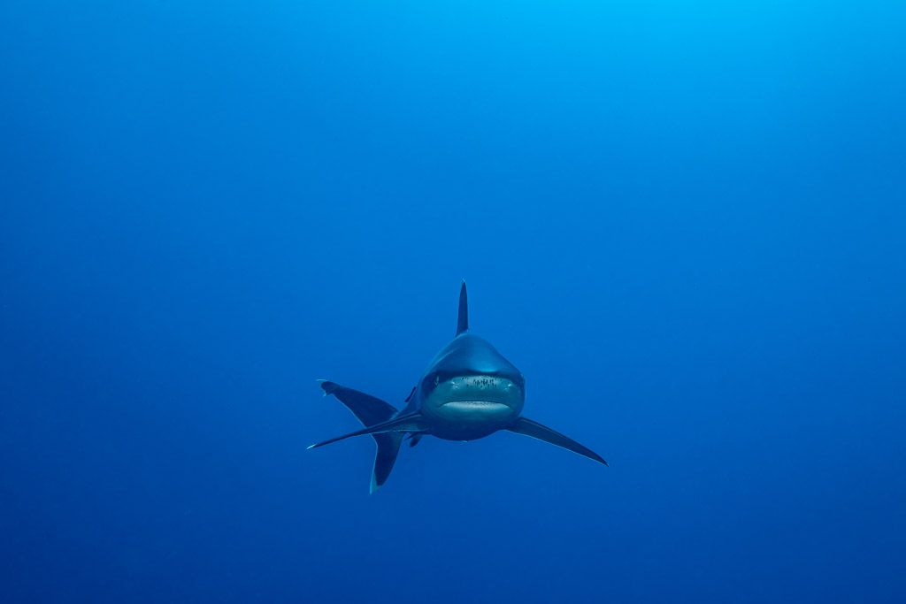 Silvertip shark approaching head-on in empty blue water, El Cañón (San Benedicto), Revillagigedo, Mexico