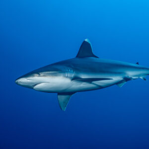 Silvertip shark in side profile showing white fin tips in open blue, El Cañón (San Benedicto), Revillagigedo, Mexico