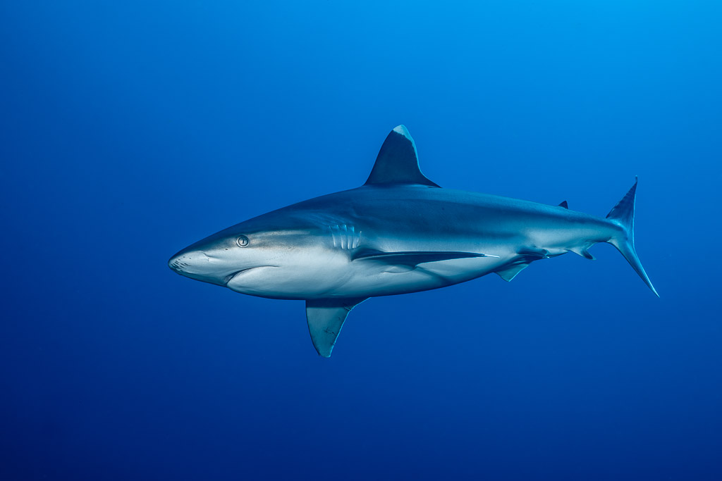 Silvertip shark in side profile showing white fin tips in open blue, El Cañón (San Benedicto), Revillagigedo, Mexico