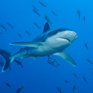 Silvertip shark turning toward the camera with jacks below it, El Cañón (San Benedicto), Revillagigedo, Mexico