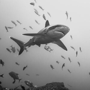 Black-and-white image of a silvertip shark surrounded by a school of fish, El Cañón (San Benedicto), Revillagigedo, Mexico