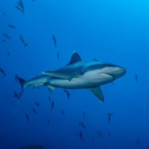 Silvertip shark swimming among scattered fish in deep blue water, El Cañón (San Benedicto), Revillagigedo, Mexico