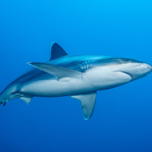 Requins