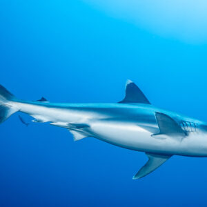 Silvertip shark swimming toward the right in bright blue water, El Cañón (San Benedicto), Revillagigedo, Mexico