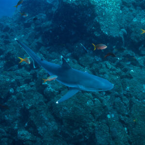 Silvertip shark seen from above cruising over the rocky bottom with orange fish, El Cañón (San Benedicto), Revillagigedo, Mexico