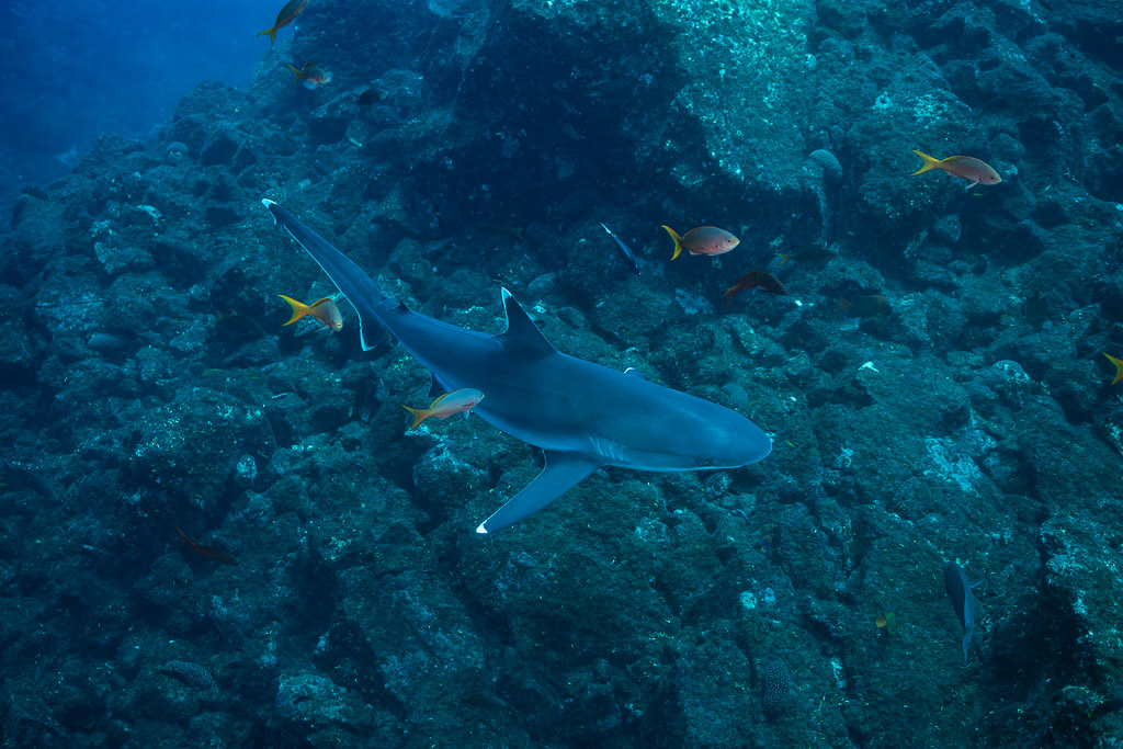 Silvertip shark seen from above cruising over the rocky bottom with orange fish, El Cañón (San Benedicto), Revillagigedo, Mexico