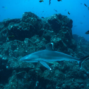 Silvertip shark passing along a rocky ridge with fish above, El Cañón (San Benedicto), Revillagigedo, Mexico