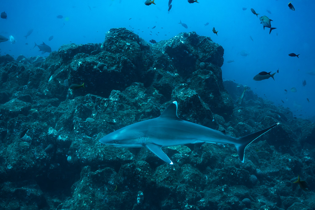 Silvertip shark passing along a rocky ridge with fish above, El Cañón (San Benedicto), Revillagigedo, Mexico