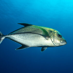 Large silvery trevally with greenish back in open blue water, side view, El Cañón (San Benedicto), Revillagigedo, Mexico