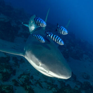 Shark escorted by four pilot fish and a jack swimming toward the camera, Lava Flow (San Benedicto), Revillagigedo, Mexico