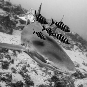 Black-and-white image of a shark escorted by pilot fish over a sandy bottom, Lava Flow (San Benedicto), Revillagigedo, Mexico