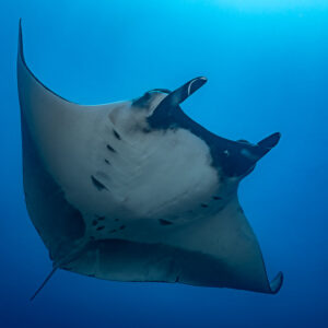 Giant oceanic manta ray seen from below, white belly and chevron mouth, Lava Flow (San Benedicto), Revillagigedo, Mexico