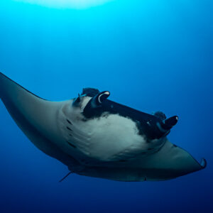 Giant oceanic manta ray banking from below against deep blue water, Lava Flow (San Benedicto), Revillagigedo, Mexico