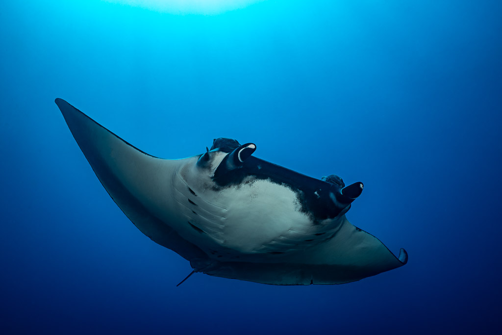 Giant oceanic manta ray banking from below against deep blue water, Lava Flow (San Benedicto), Revillagigedo, Mexico