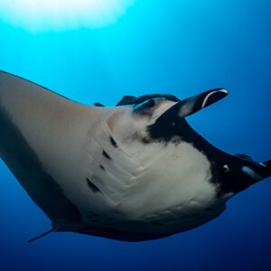 Giant oceanic manta ray from below with sunlight behind it, Lava Flow (San Benedicto), Revillagigedo, Mexico