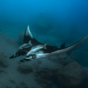 Giant oceanic manta ray with remoras gliding over a sandy bottom, top view, Lava Flow (San Benedicto), Revillagigedo, Mexico