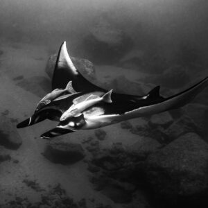 Black-and-white image of a manta ray with remoras gliding over the seabed, Lava Flow (San Benedicto), Revillagigedo, Mexico