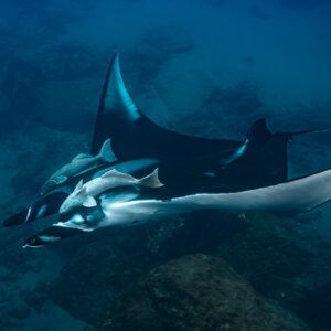 Giant oceanic manta ray with remoras banking over rocky seabed, top view, Lava Flow (San Benedicto), Revillagigedo, Mexico
