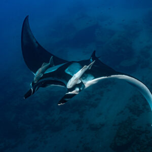 Giant oceanic manta ray with remoras curling one wing tip upward, Lava Flow (San Benedicto), Revillagigedo, Mexico