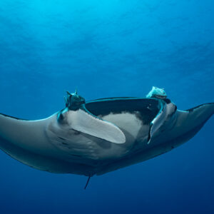 Giant oceanic manta ray head-on from below carrying a large remora, Lava Flow (San Benedicto), Revillagigedo, Mexico