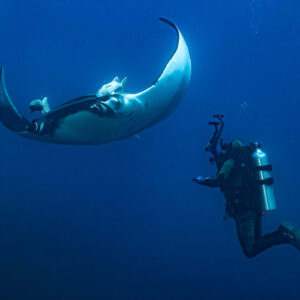 Diver photographing a giant oceanic manta ray swimming above him, Lava Flow (San Benedicto), Revillagigedo, Mexico
