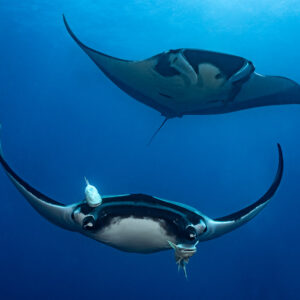 Two giant oceanic manta rays stacked one above the other in blue water, Lava Flow (San Benedicto), Revillagigedo, Mexico