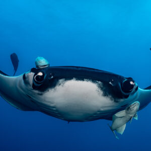 Giant oceanic manta ray facing the camera with cephalic fins curled, Lava Flow (San Benedicto), Revillagigedo, Mexico