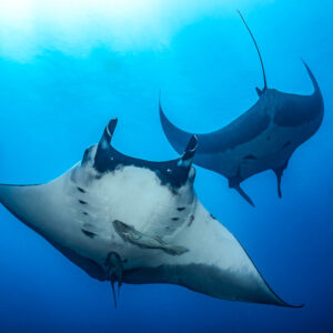 Two giant oceanic manta rays from below, one behind the other, Lava Flow (San Benedicto), Revillagigedo, Mexico