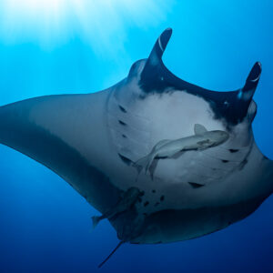 Giant oceanic manta ray from below with remora on its belly and sun rays, Lava Flow (San Benedicto), Revillagigedo, Mexico